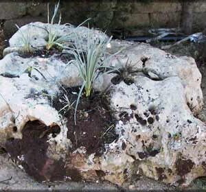 Sasso da giardino con terra